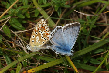 Silbergrüner Bläuling, Paarung Polyommatus coridon (PODA, 1761) Lampertstal (Eifel) 2009:07:22 11:47:42