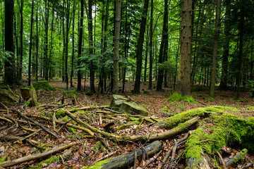 Schwarzwald Steine Bäume