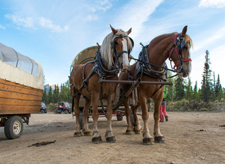 Draft horses hitched to covered wagon