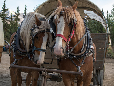 Draft horses hitched to covered wagon