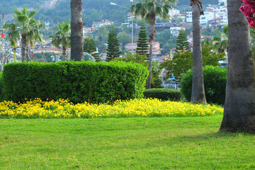 Green grass and yellow flowers in the city park.