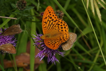 Kaisermantel Argynnis paphia (LINNAEUS, 1758) Lampertstal (Eifel) 2009:07:22 13:10:05