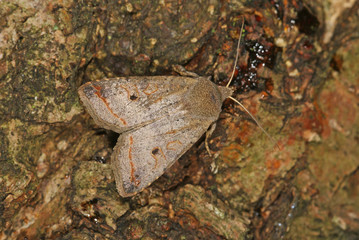 Agrochola lota (CLERCK, 1759) Dunkelgraue Herbsteule 08.10.2010 DE, Eller Bruch, DüsseldorfSONY DSC