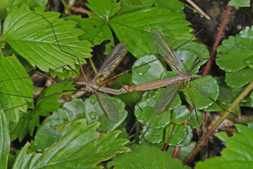 Tipula paludosa Wiesenschnake, Paarung 11.09.2010 DE, Leverkusen, OpladenSONY DSC