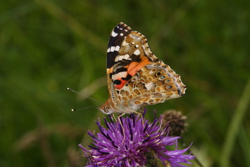 Distelfalter Vanessa cardui (LINNAEUS, 1758) Lampertstal (Eifel) 2009:07:22 13:37:44