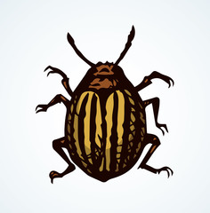 Colorado beetle. Vector drawing
