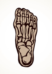 Bones of the foot. Vector drawing