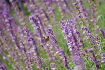 Magnificent hummingbird eating along the Salvia officinalis flowers