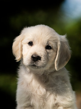 Golden Retriever Puppy Images Browse 113 372 Stock Photos Vectors And Video Adobe Stock