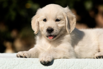 puppy breed golden retriever looks
