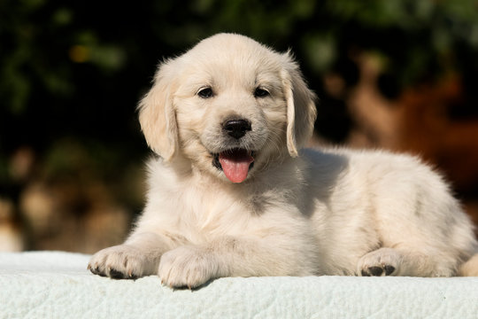 Golden Retriever Puppy Images Browse 113 395 Stock Photos Vectors And Video Adobe Stock