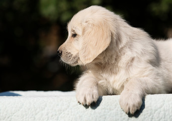 puppy breed golden retriever looks