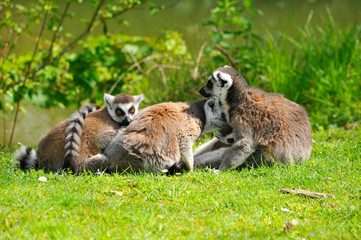 Lémuriens Maki catta en tendresse familliale