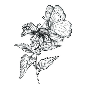 Hand drawn sunflower with butterfly. Vintage pen and ink flower illustration. Botanical design.
