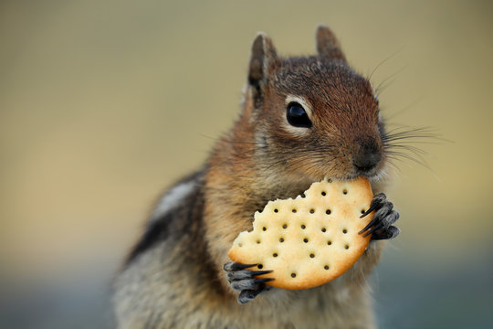 Sneaky Little Chipmunk