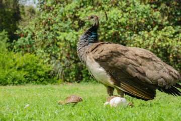 Female Peacock walking around with her babies