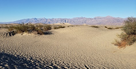 Death Valley Dunes with plants