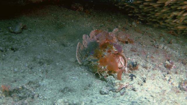 Rare Scorpionfish Macro Closeup With Big Eyes Jumping Underwater & Camouflaged In Colorful Coral Seabed Looking Angry & Grumpy At Gato Island Cebu Visayan Sea Philippines