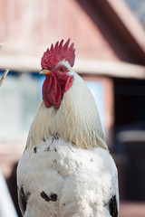 Close–up portrait image with selective focus of a cock