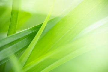 Close up of nature view green leaf on blurred greenery background under sunlight with bokeh and...