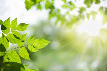 Close up of nature view green leaf on blurred greenery background under sunlight with bokeh and copy space using as background natural plants landscape, ecology wallpaper concept.