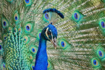 Fototapeta na wymiar Male mature peacock showing it's fan