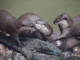 Close up of Otters