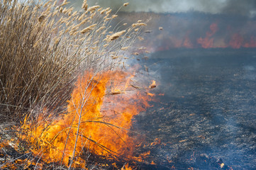 Fire, strong smoke. Burning reed in the swamp. Natural disaster