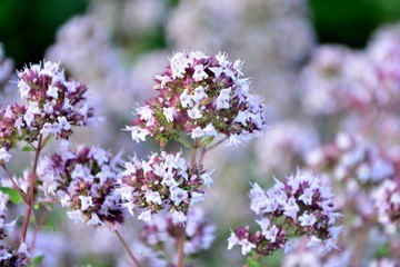 Blooming fragrant oregano in the garden close-up