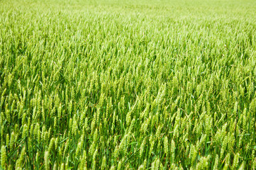 Ripening wheat field