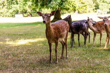 Roe deer standing in a forest