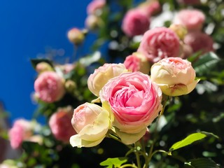 bush of punk roses 