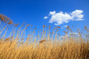 Obraz premium blue sky white clouds and reeds