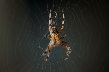 Spider in the net .Spider background.Insect