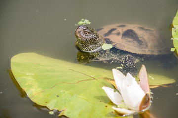 Big turtle swims in lake during daytime. Beautiful white Lotus on the foreground