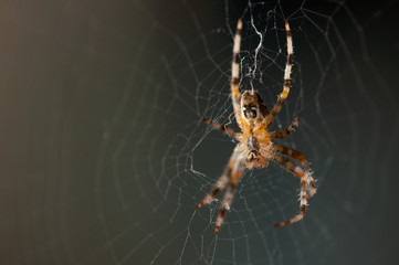 Spider in the net .Spider background.Insect