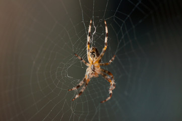 Spider in the net .Spider background.Insect