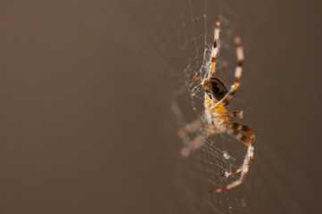 Spider in the net .Spider background.Insect