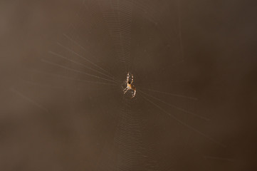 Spider in the net .Spider background.Insect