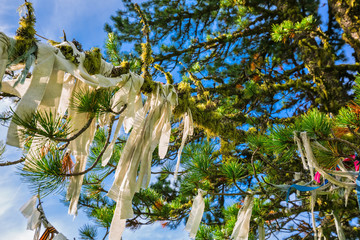 Fototapeta premium Ritual ribbons on the branches of pine. Gorny Altai, Russia