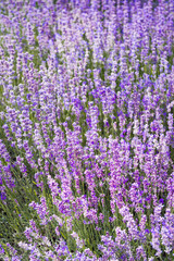 Naklejka premium Fioletowy kolor fioletowy kwiat lawendy pole zbliżenie tło. Użyto selektywnej ostrości.