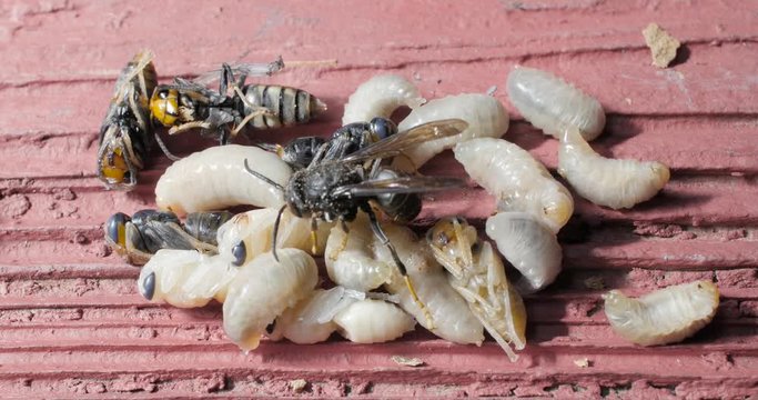 vespa velutina nigrithorax