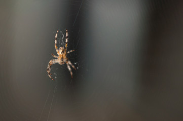 Spider in the net .Spider background.Insect