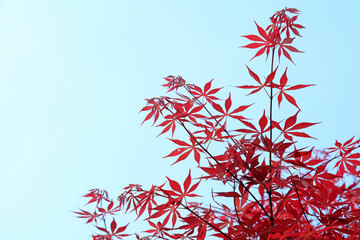 Maple leaves in the blue sky