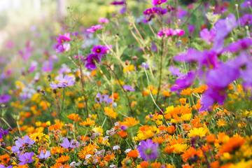 Beautiful field of wild flowers of orange yellow and purple bright colors; Wild flower garden of orange and yellow daisy flowers with cosmos flowers