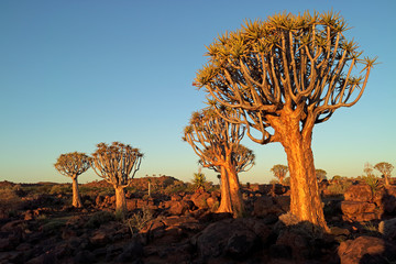 Scenic landscape with quiver trees (Aloe dichotoma) against a clear blue sky, Namibia.