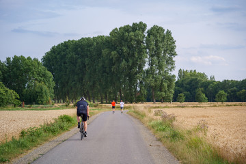 Outdoor sunny view of people ride a bicycle and jogging on small road in suburb area surrounded with agricultural field with golden wheat, barley and oat field in summer season against blue sky.