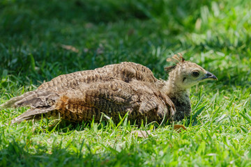 Close up shot of baby peacock on meadow