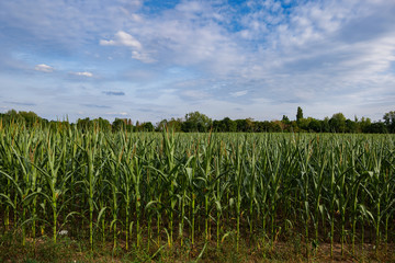 Horizontal sunny view of agricultural green field of tall and high growing corn plant farm against blue sky in rural countryside area.