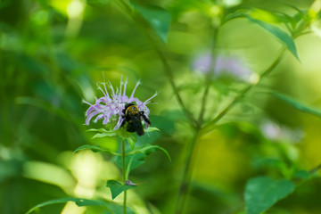 Bee on a pink monarda flower